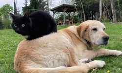 DÜZCE'DE KEDİ VE KÖPEK MAMASI İHRACATI BİN TONU GEÇTİ