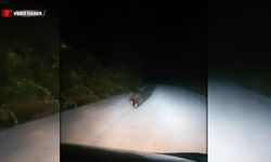 EFLANİ'DE YOLDA KOŞAN AYI GÖRÜNTÜLENDİ