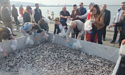 16. HAMSİ FESTİVALİ'NE YOĞUN İLGİ