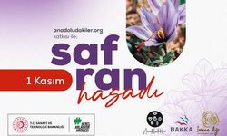 GÖNÜLLÜLER SAFRAN İMECESİ'NDE BULUŞUYOR
