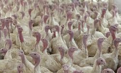 BOLU'DA ÜRETİCİLERE KUŞ GRİBİ UYARISI