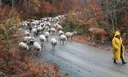 MUDURNU'DA YAYLAYADAN KÖYE GÖÇ BAŞLADI