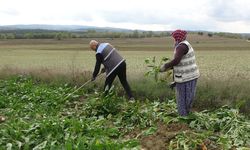 ÇİFTÇİLERİ PANCAR MESAİSİ DEVAM EDİYOR