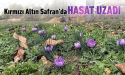 KIRMIZI ALTINDA HASAT SÜRESİ UZADI