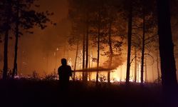 TAŞKÖPRÜ'DE YANAN ORMAN YENİDEN AĞAÇLANDIRILIYOR