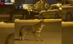 YİYECEK ARAYAN TİLKİ KAMERALARDA