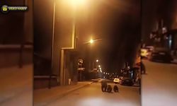 YENİCE'DE ANNE AYI VE YAVRULARI İLÇE MERKEZİNE İNDİ