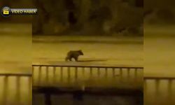 YENİCE'DE YAVRU AYI ŞEHRE İNDİ