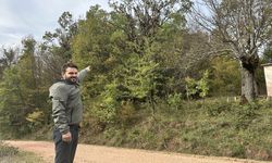 YAVRU AYILARIN MEŞE PALAMUTU YEDİĞİ ANLAR KAMERAYA YANSIDI