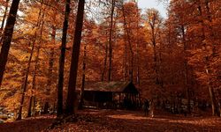 YEDİGÖLLER MİLLİ PARKI ZİYARETÇİ AKININA UĞRADI