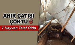 AHIR ÇATISI ÇÖKTÜ 7 HAYVAN TELEF OLDU