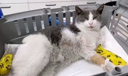AĞIR YARALANAN KEDİ İÇİN YARDIM KAMPANYASI BAŞLATILDI