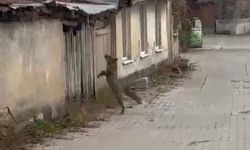 TİLKİ KÖPEK SESİNİ DUYUNCA PANİKLEDİ