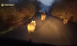 YENİCE'DE ANNE AYI VE YAVRULARI KAMERADA