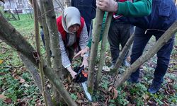 DÜZCE'DE FINDIK BUDAMA EĞİTİMİ DEVAM EDİYOR