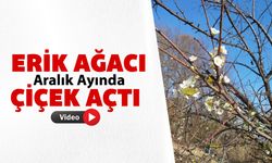 ERİK AĞACI ARALIK AYINDA ÇİÇEK AÇTI