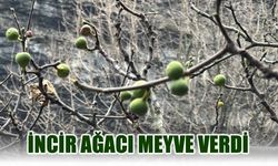 İNCİR AĞACI ARALIK AYINDA MEYVE VERDİ