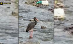 YENİCE'DE KARA LEYLEK GÖRÜLDÜ