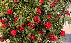 KOKİNA BİTKİSİ VİTRİNLERİN GÖZDESİ OLDU