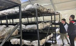 MENGEN'E KÜLTÜR MANTARI ÜRETİM TESİSİ KURULDU