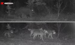 OVACIK'TAKİ YABAN HAYAT KAMERALARDA