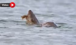 SU SAMURU AVINI YERKEN GÖRÜNTÜLENDİ