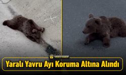 YOLDAKİ YARALI YAVRU AYI KORUMA ALTINA ALINDI