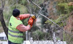 KAR SONRASI AĞAÇLARDA BAKIM VE TEMİZLİK ÇALIŞMASI YAPILIYOR