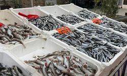 ZONGULDAK'TA HAMSİ YENİDEN TEZGAHLARDA