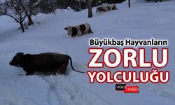 1 METREYİ AŞAN KARDA HAYVANLARIN ZORLU YOLCULUĞU