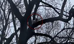 BARTIN'DA AĞAÇTA MAHSUR KALAN KEDİ BİR HAFTADIR KURTARILMAYI BEKLİYOR