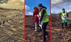 YANAN ORMANLAR YENİDEN YEŞERİYOR