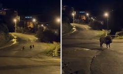 KDZ EREĞLİ'DE YABAN DOMUZLARI YERLEŞİM ALANINA İNDİ