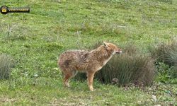 ŞEHRE İNEN YARALI ÇAKAL TEDAVİ EDİLDİ