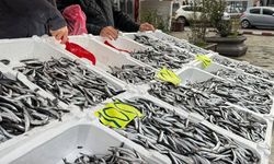 ZONGULDAK'TA SEVGİLİLER GÜNÜ KAMPANYASI: HAMSİNİN KİLOSU 100 TL