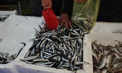 ZONGULDAK'TA 500 TON HAMSİ ÇIAKRILDI