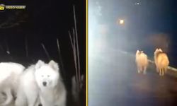 SAFRANBOLU'DA AÇ KALAN KURTLAR ŞEHRE İNDİ