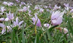 MUDURNU'DA ÇİĞDEMLER ÇİÇEK AÇTI