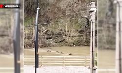 FİLYOS ÇAYI'NDA YÜZEN YABAN DOMUZLARI KAMERALARDA