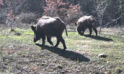 OVACIK ORMANLARINDA YABAN HAYATI GÖRÜNTÜLENDİ
