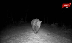 SAFRANBOLU'DA BOZ AYI FOTOKAPANA YANSIDI