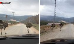 KÖY YOLUNDA DEVE KUŞU GÖRÜNTÜLENDİ