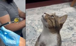 DÖRT YILDIR KUSAN KEDİNİN MİDESİNDEN BUZDOLABI VAKUMU ÇIKTI