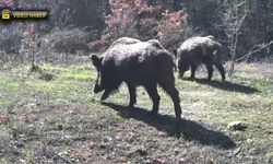 OVACIK'TA YABAN DOMUZLARI GÖRÜNTÜLENDİ