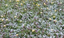 MUDURNU'DA BAHARDA AÇAN ÇİÇEKLER KARLA BİRLİKTE BEYAZA BÜRÜNDÜ