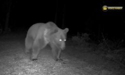 BOZ AYILAR FOTOKAPANLA GÖRÜNTÜLENDİ