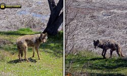 BALIK TUTMAK İÇİN GİTTİLER KURTLA KARŞILAŞTILAR