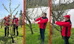 SAFRANBOLU'DA FEROMON TUZAKLARLA MÜCADELE BAŞLADI