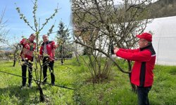 SAFRANBOLU’DA KAHVERENGİ KOKARCA İLE MÜCADELE SÜRÜYOR