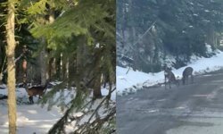 KASTAMONU'DA KARACALAR SU İÇERKEN GÖRÜNTÜLENDİ